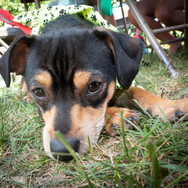 Roscoe