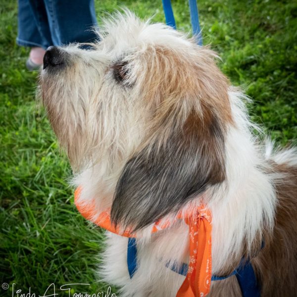 Benji