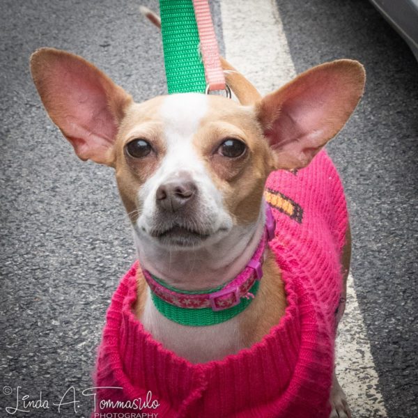 Tinkerbell