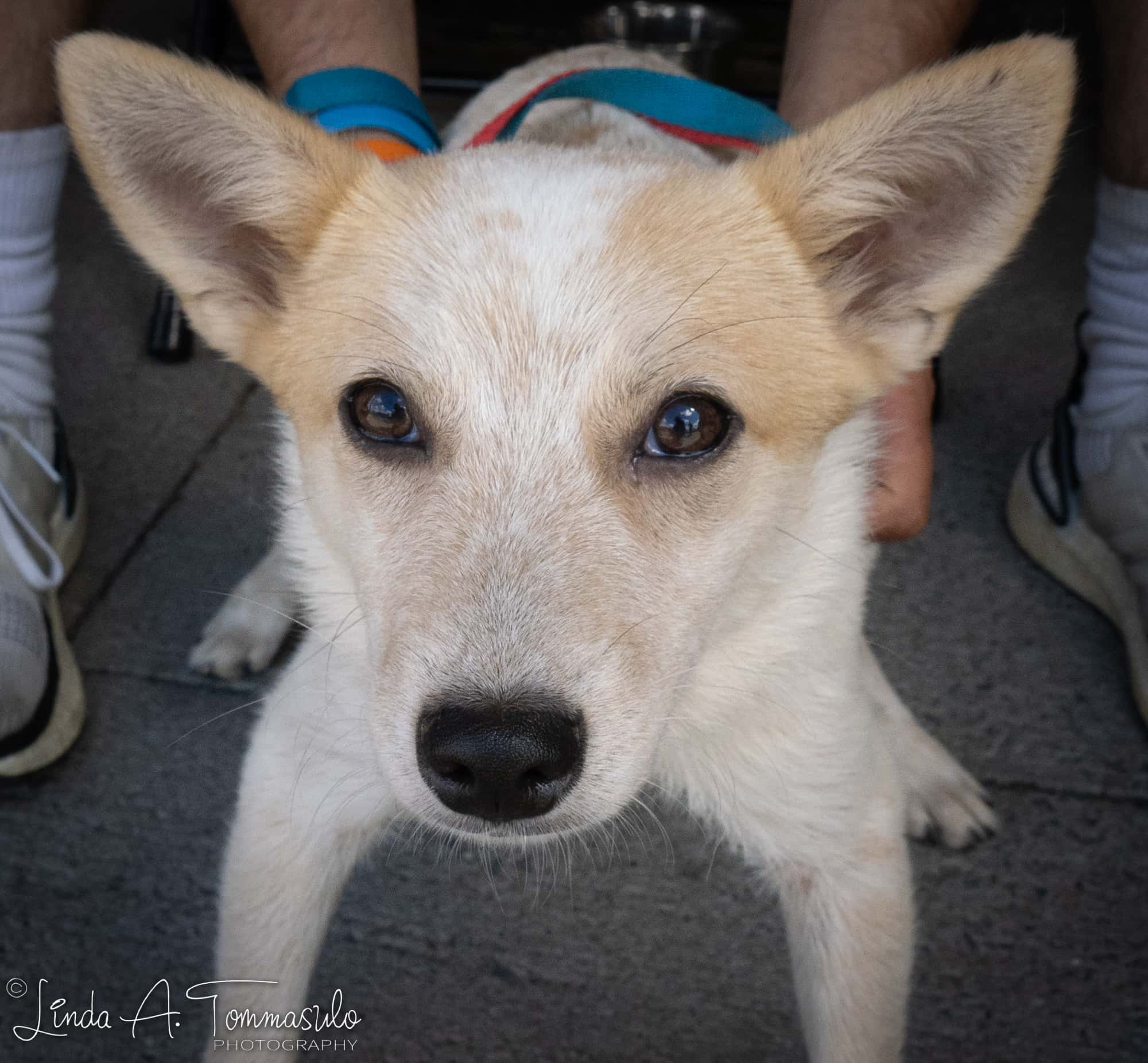 Ghost - Capital District Humane Association