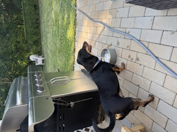 Winston - Image 3