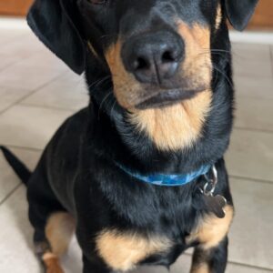 Winston