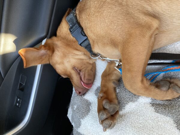 Sebastion - Image 6