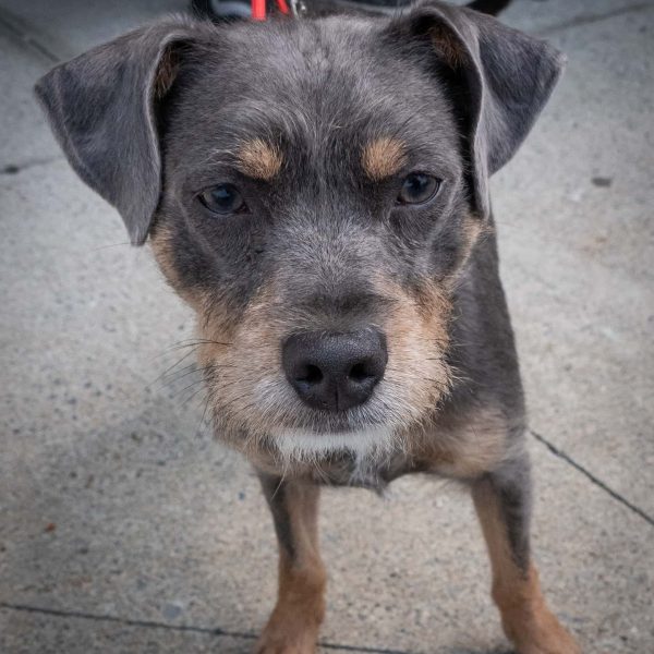 Oliver-6010023