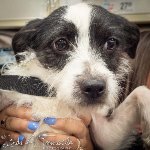 Rags-074619
