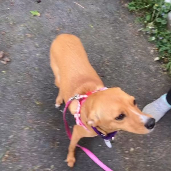 Sophie
